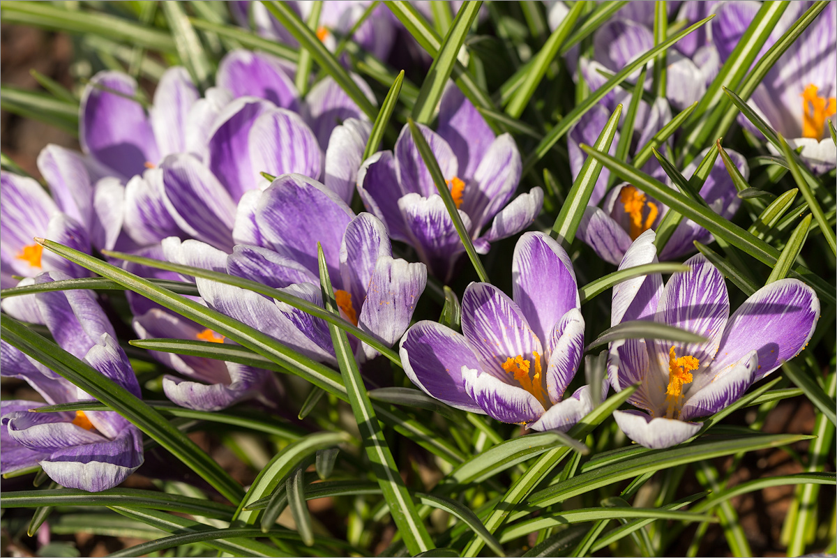 Image of Crocus vernus specimen.