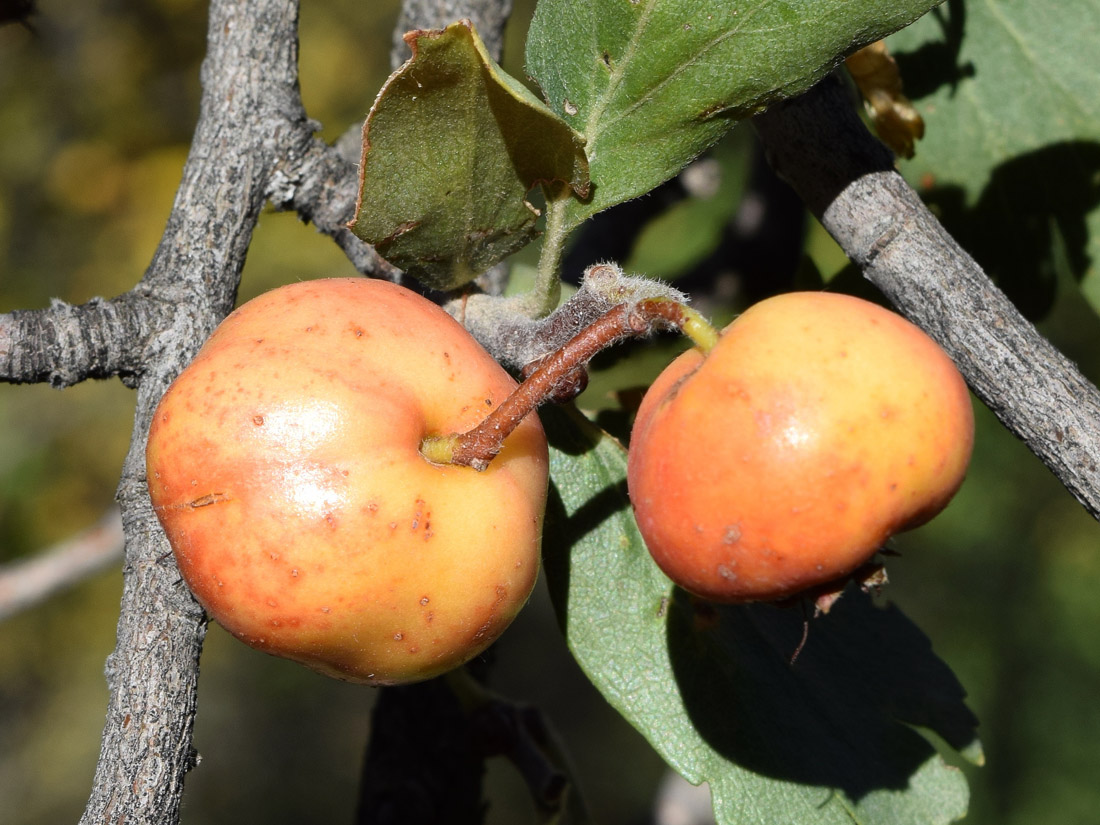 Image of Crataegus pontica specimen.