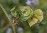 View full-size image Medicago orbicularis
