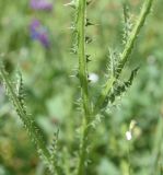 View full-size image genus Carduus