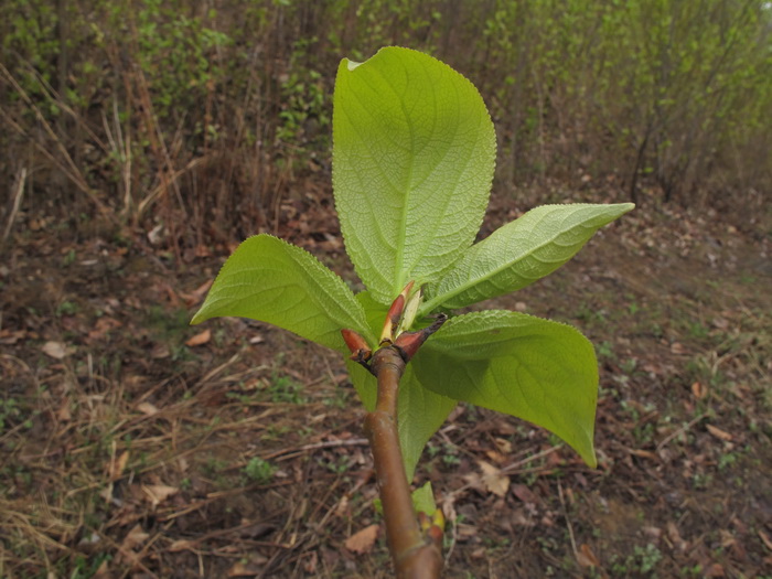 Image of genus Populus specimen.