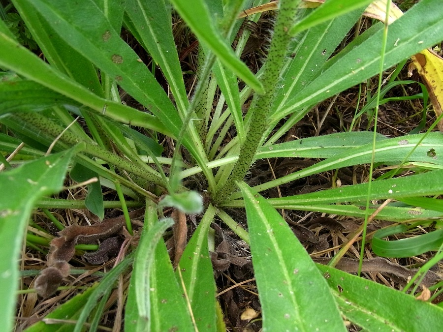 Изображение особи Echium vulgare.