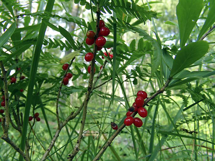 Image of Daphne mezereum specimen.