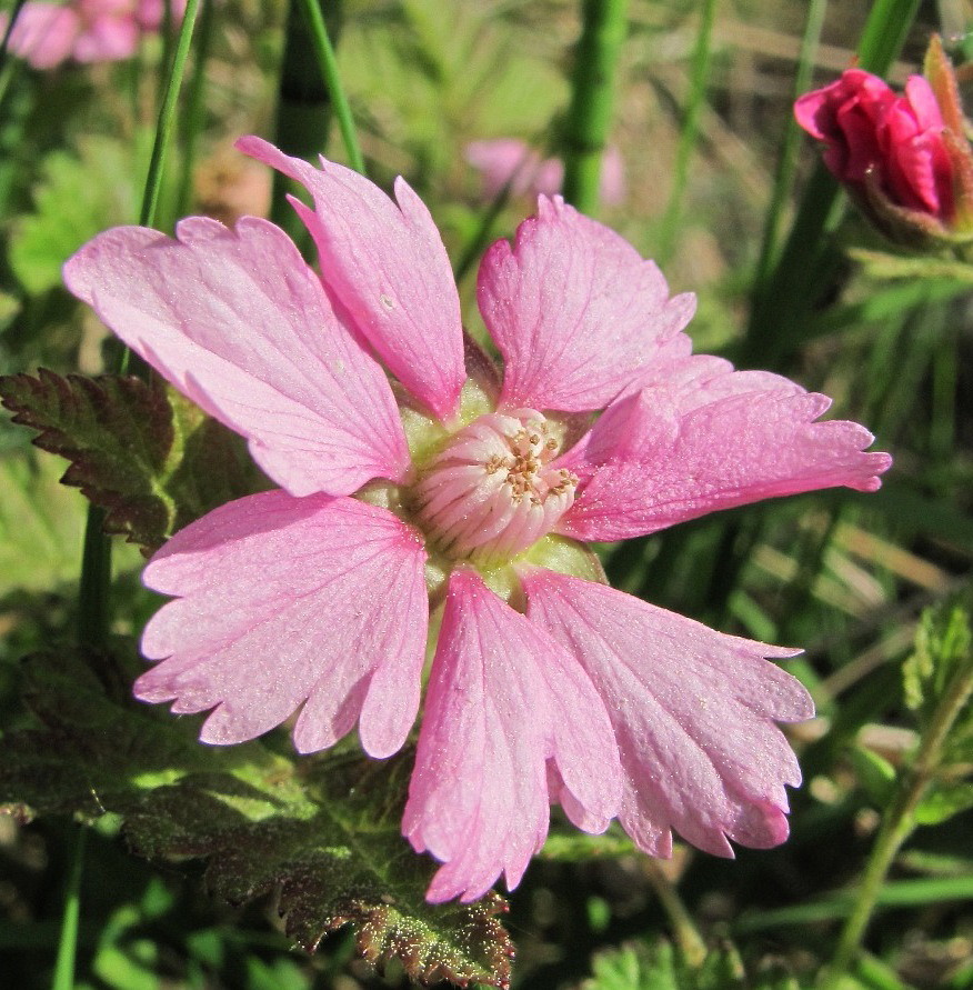 Image of Rubus arcticus specimen.