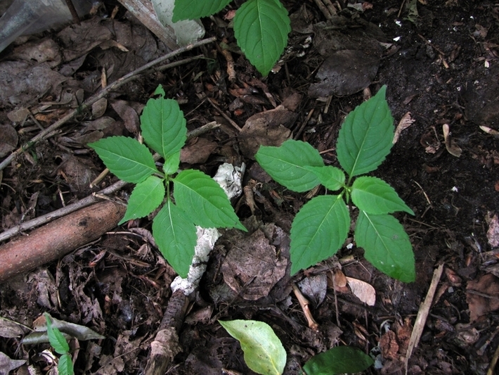 Image of Impatiens parviflora specimen.