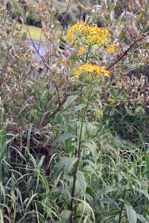 Image of Senecio nemorensis specimen.