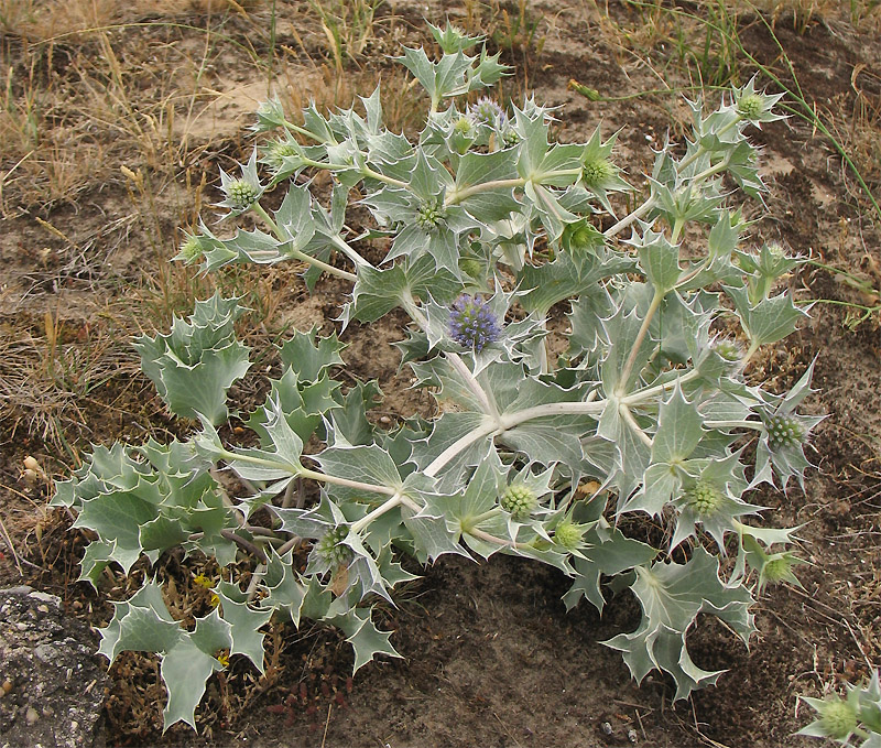 Image of Eryngium maritimum specimen.