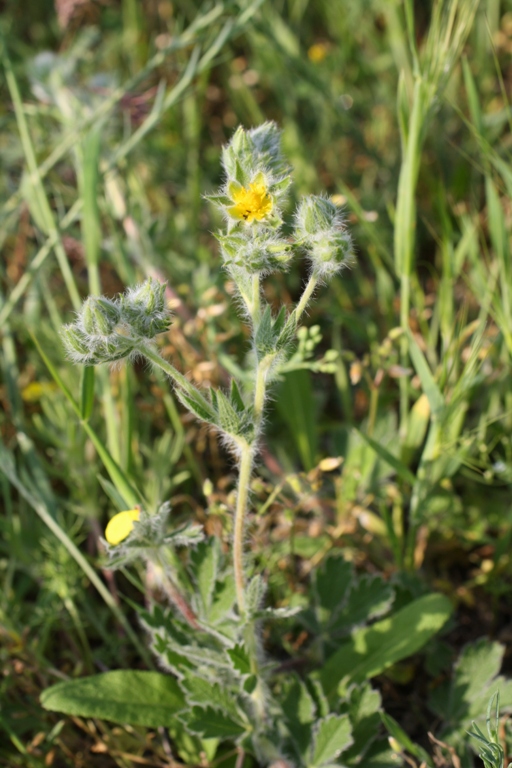 Image of Potentilla taurica specimen.