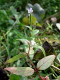 Epilobium adenocaulon. Верхушка цветущего растения. Свердловская обл., окр. г. Североуральск, южная окраина Колонгинского водохранилища, болото. 14.08.2011.