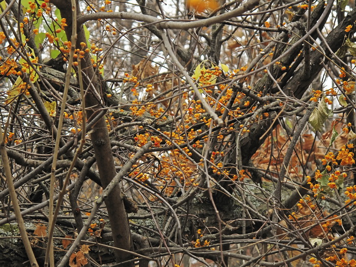 Image of Celastrus orbiculata specimen.