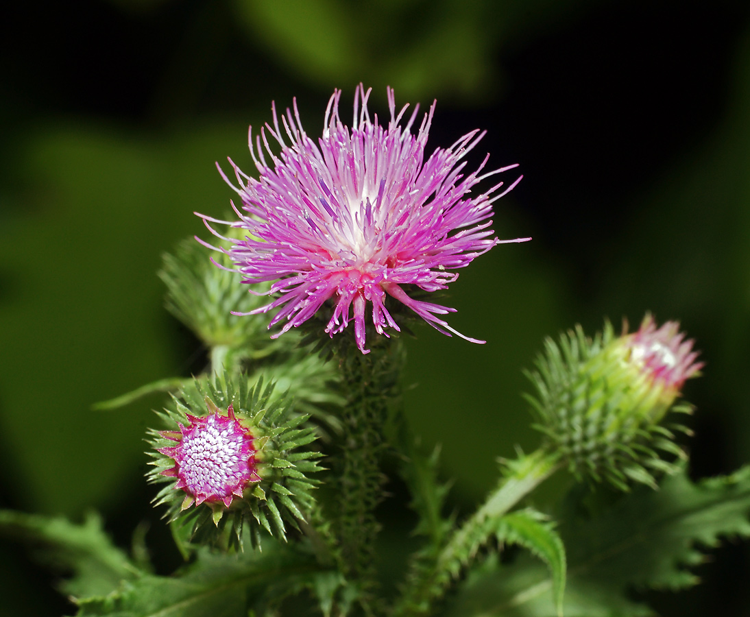 Изображение особи Carduus crispus.