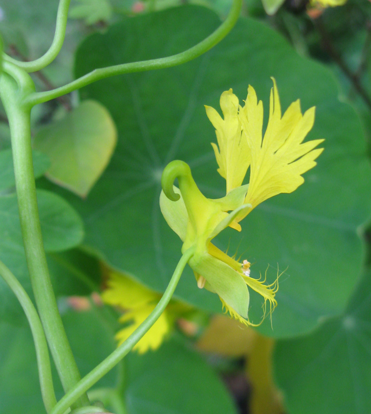 Image of Tropaeolum peregrinum specimen.