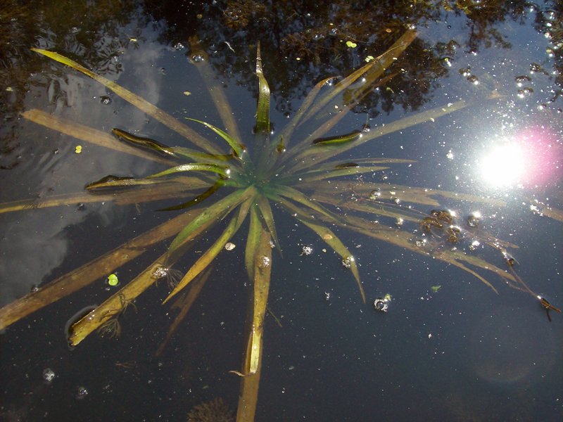 Image of Stratiotes aloides specimen.