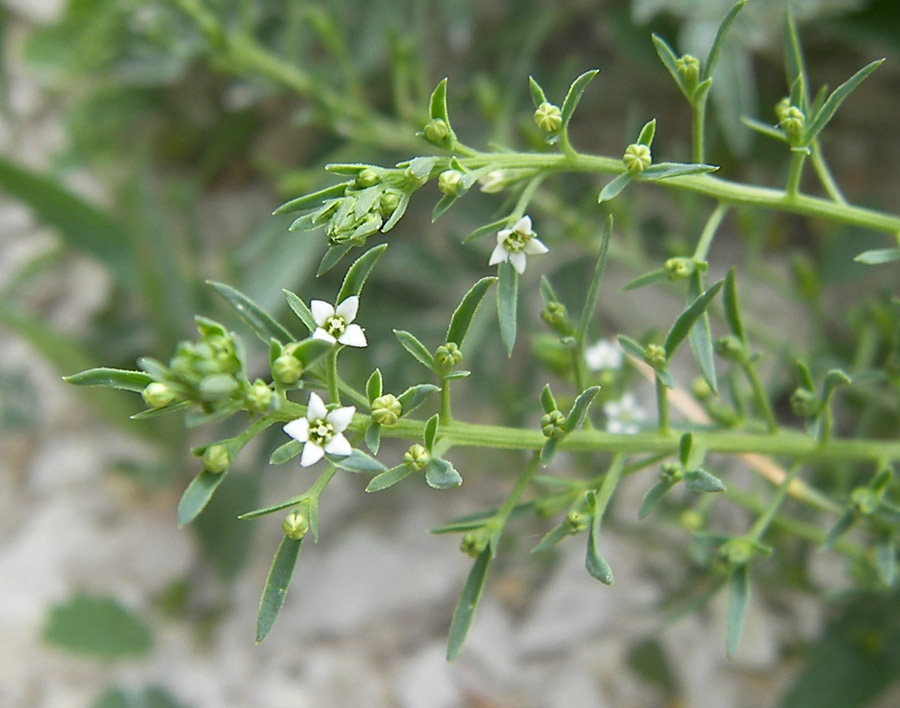 Image of Thesium ramosum specimen.