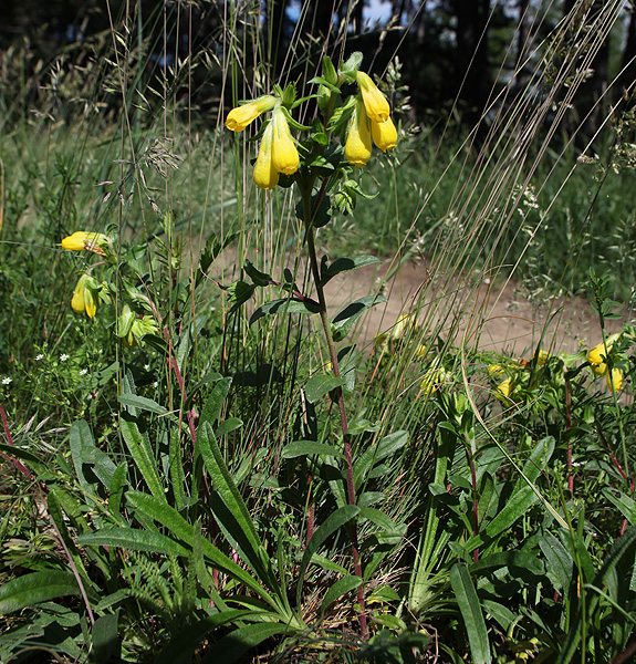 Image of Onosma caucasica ssp. oligotricha specimen.