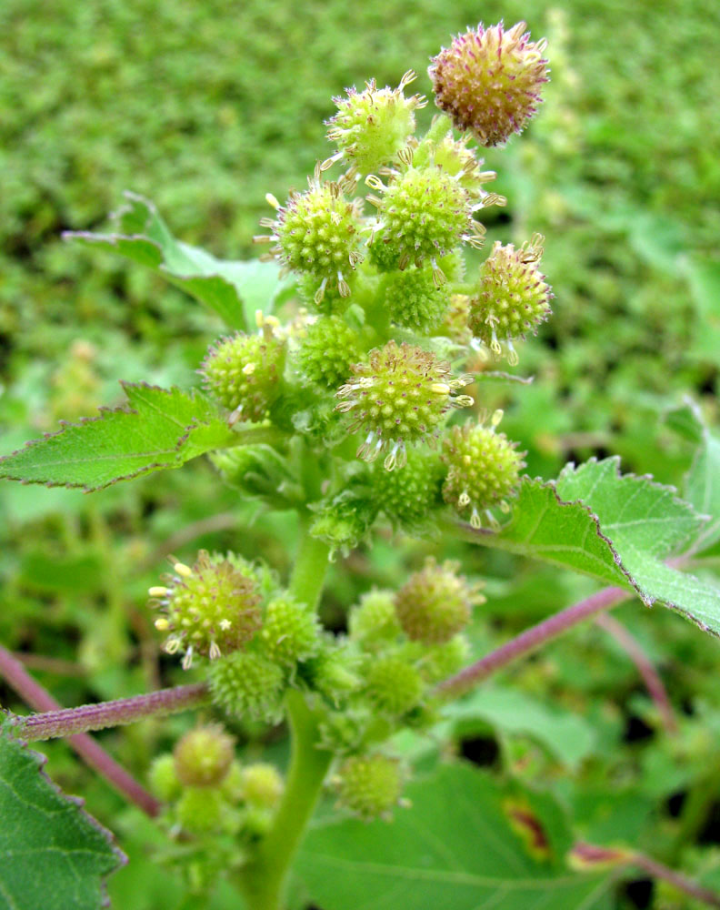 Image of Xanthium orientale specimen.