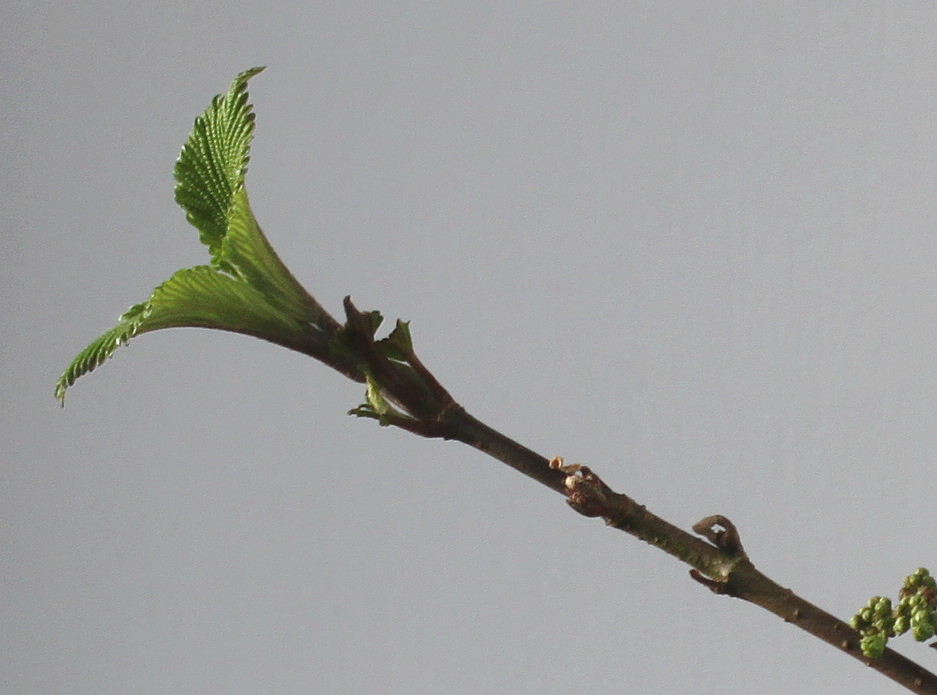 Изображение особи Viburnum plicatum.