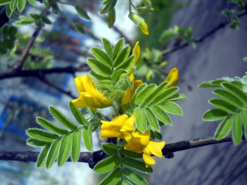 Image of Caragana arborescens specimen.