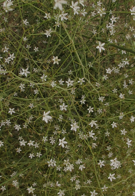 Image of Gypsophila capillaris specimen.