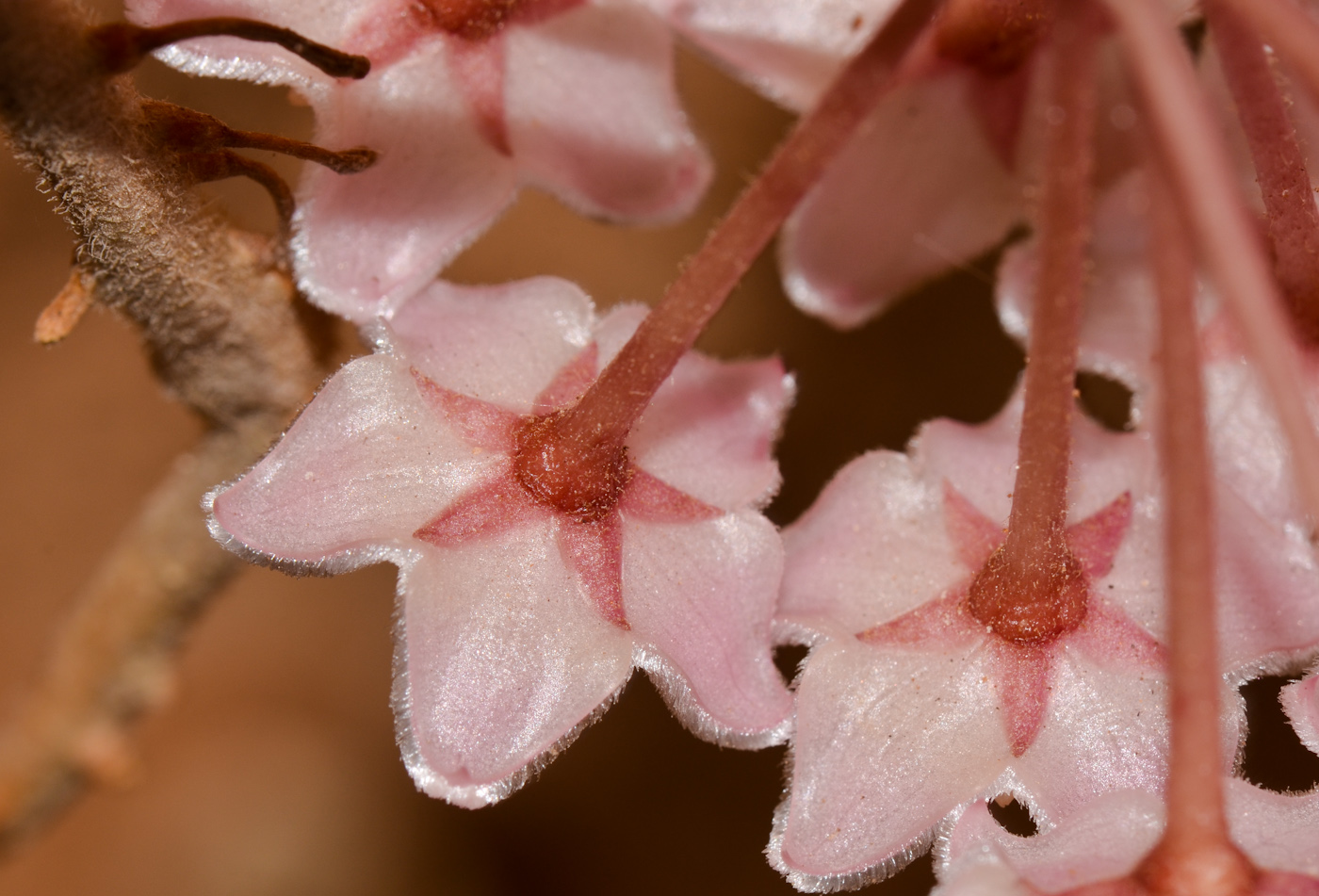 Изображение особи Hoya carnosa.