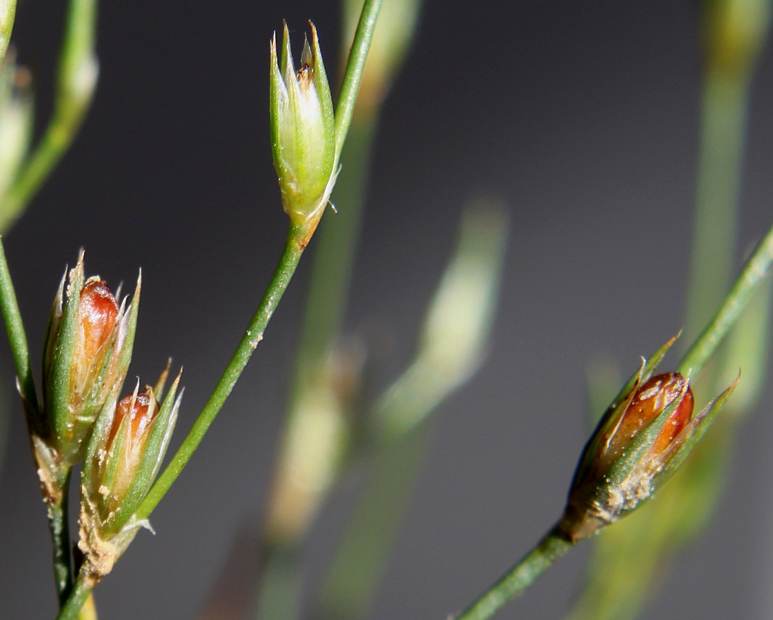 Image of Juncus bufonius specimen.