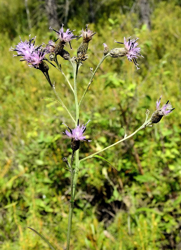 Image of Saussurea amurensis specimen.