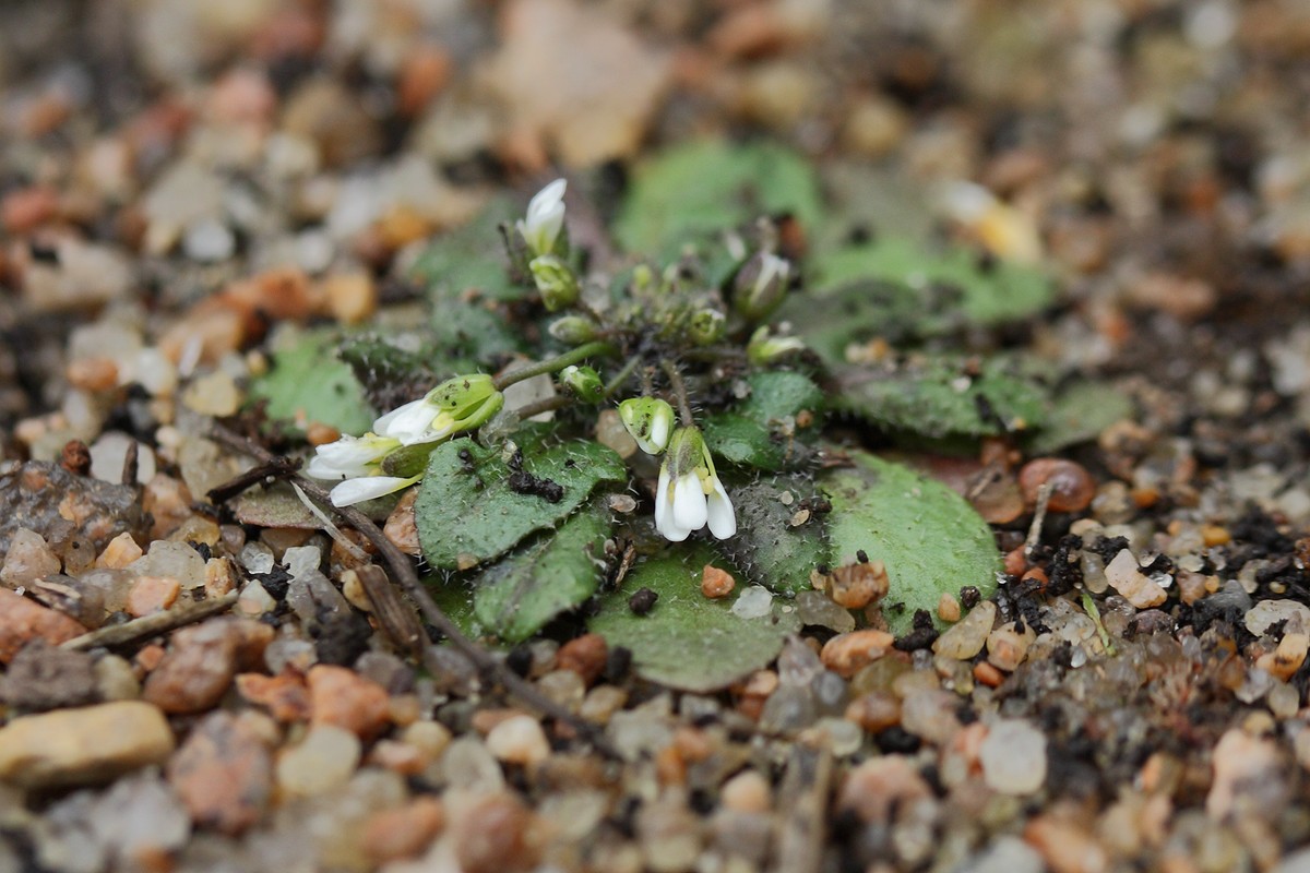 Изображение особи Arabidopsis thaliana.