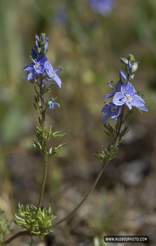 Image of Veronica capsellicarpa specimen.