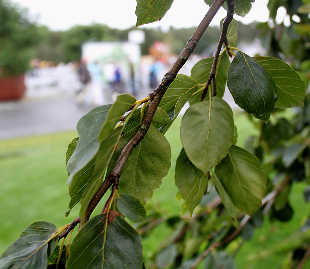 Image of Fagus sylvatica var. pendula specimen.