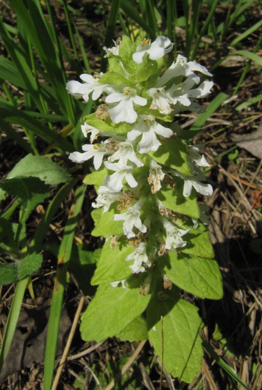 Image of Ajuga reptans specimen.