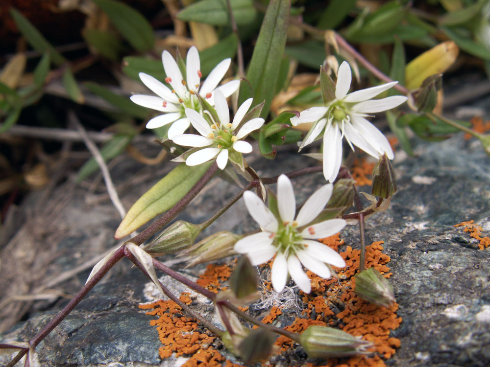 Image of Stellaria brachypetala specimen.