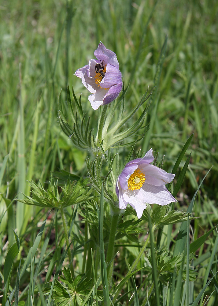 Image of Pulsatilla multifida specimen.