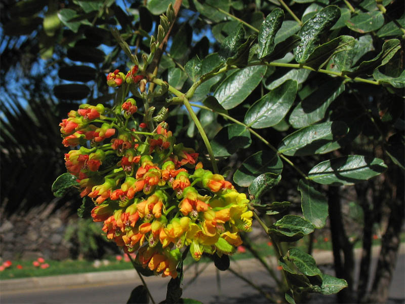 Image of Caesalpinia spinosa specimen.