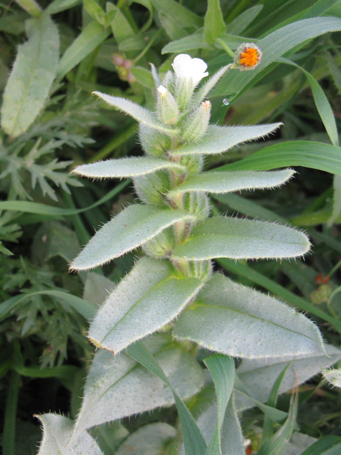 Image of Nonea philistaea specimen.