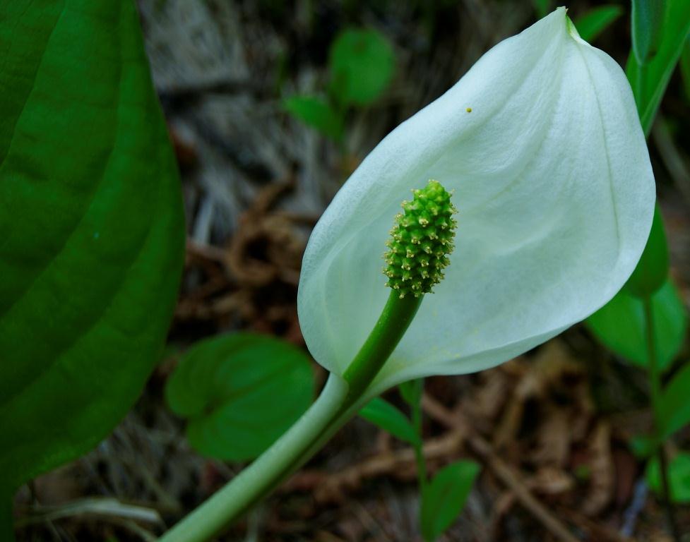 Image of Lysichiton camtschatcensis specimen.