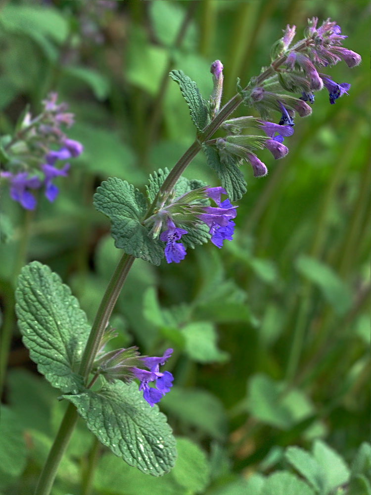 Image of Nepeta grandiflora specimen.