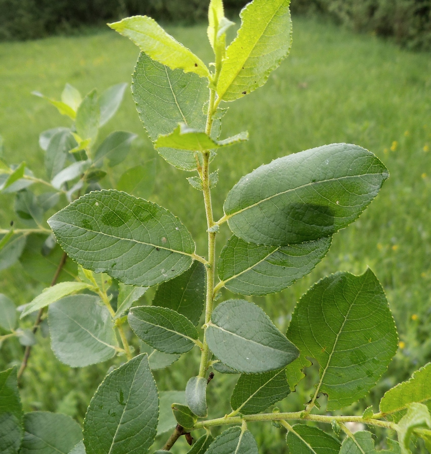 Image of Salix latifolia specimen.