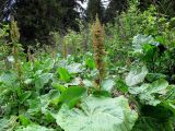 Rumex alpinus