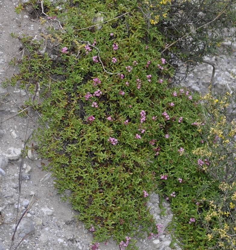 Image of Putoria calabrica specimen.