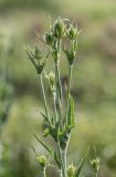 Dipsacus laciniatus