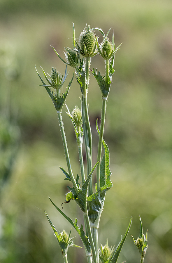 Изображение особи Dipsacus laciniatus.