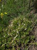 Veronica peduncularis. Цветущее растение. Карачаево-Черкесия, Теберда, гора Лысая. 29.05.2013.