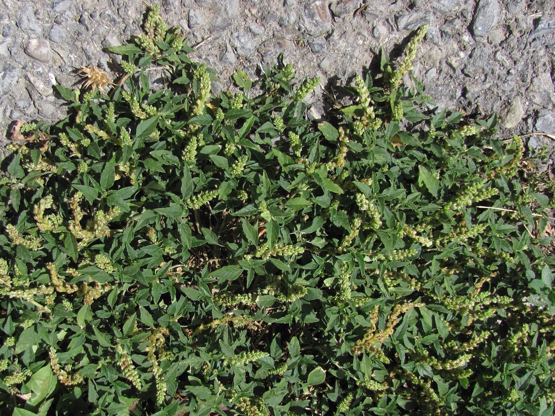 Image of Amaranthus deflexus specimen.