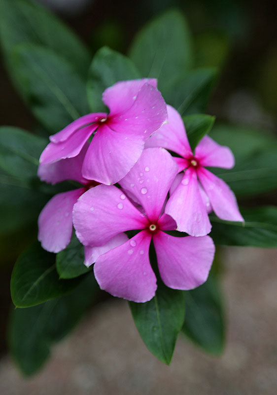 Image of Catharanthus roseus specimen.