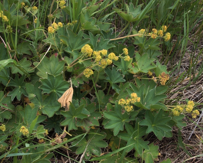 Изображение особи Alchemilla conglobata.