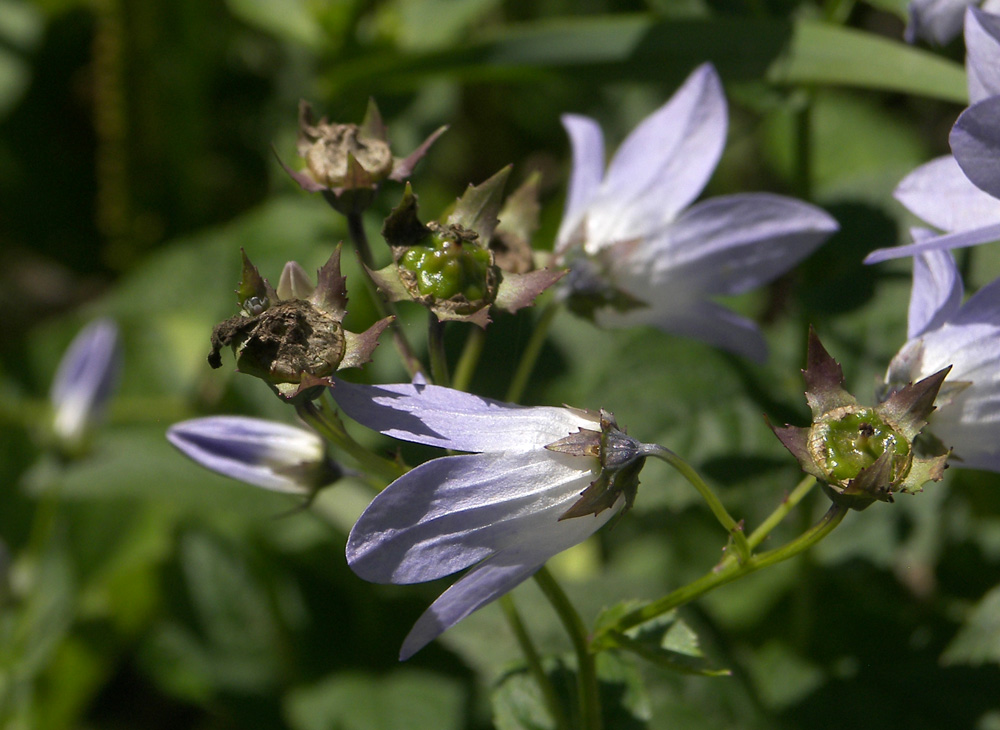 Image of Gadellia lactiflora specimen.