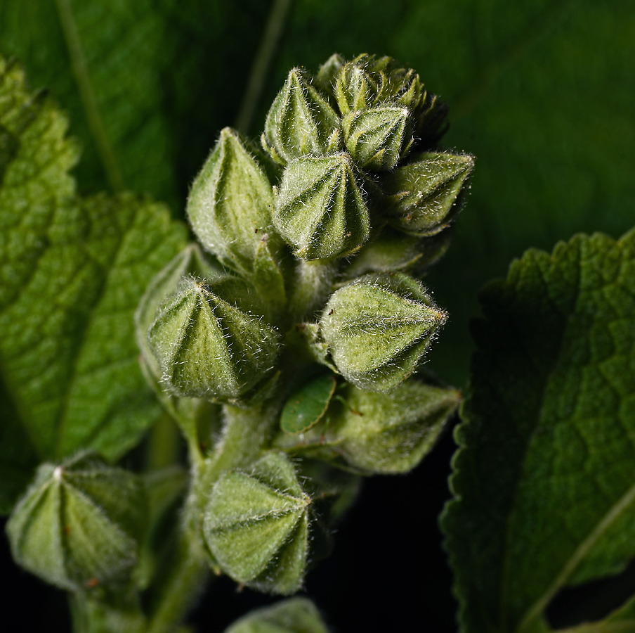 Image of Alcea rosea specimen.