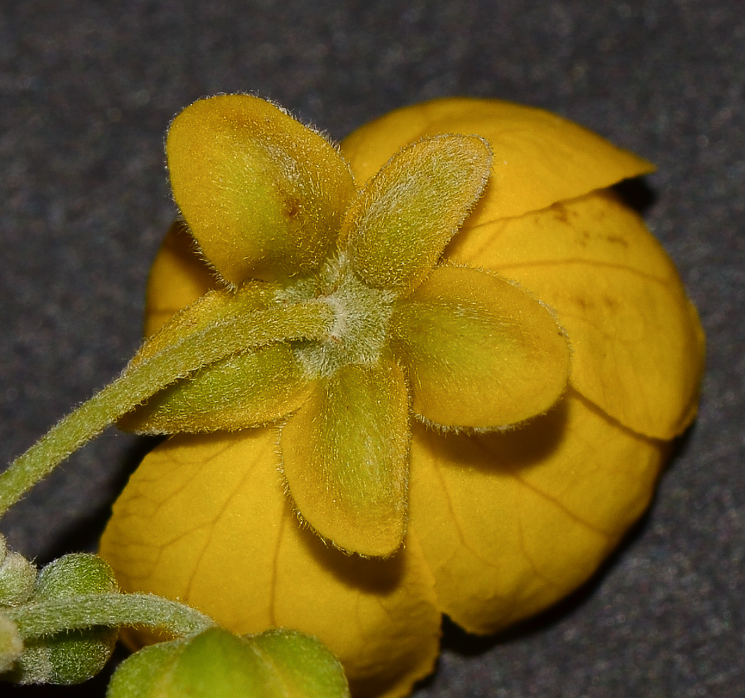 Image of Senna artemisioides specimen.