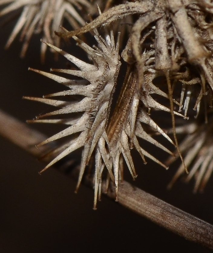 Image of Daucus glaber specimen.