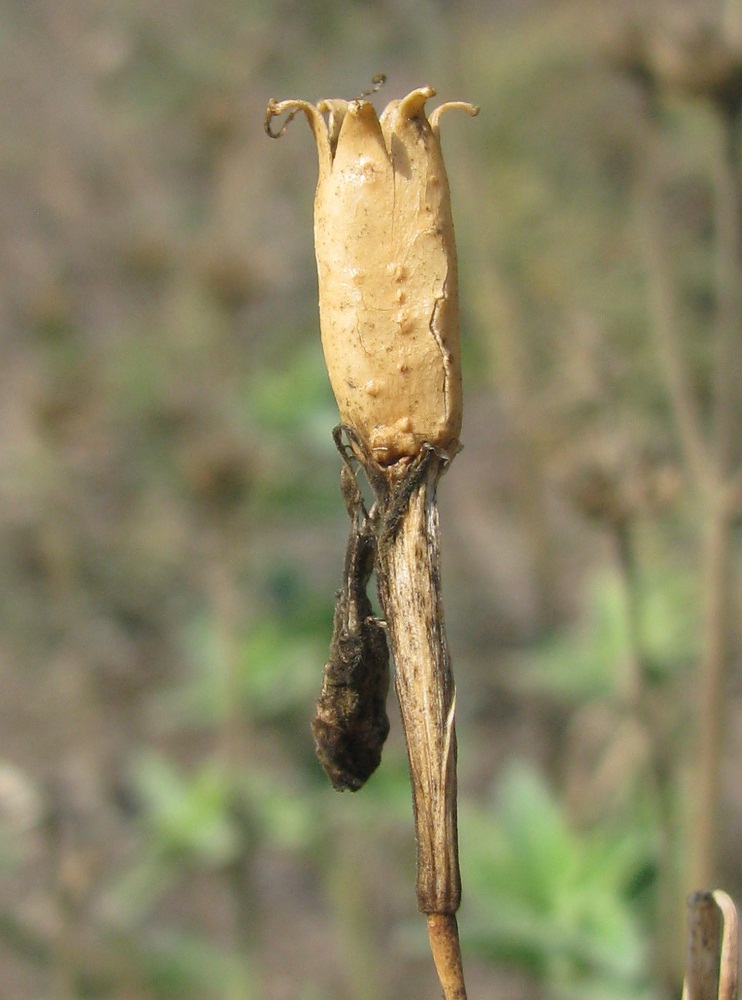 Image of Silene bupleuroides specimen.